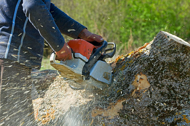 Why Choose Our Tree Removal Services in Northview, MI?